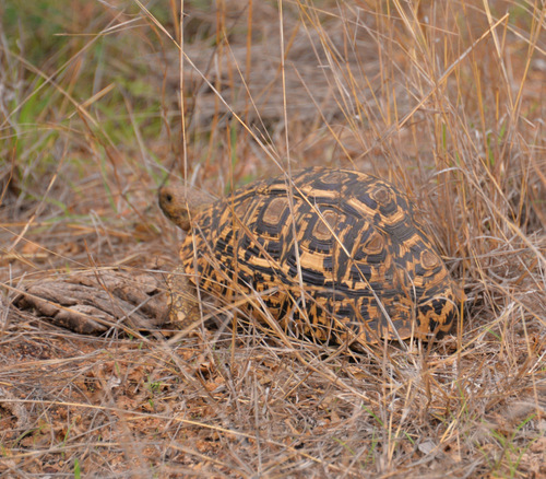 Hinged Tortoise.