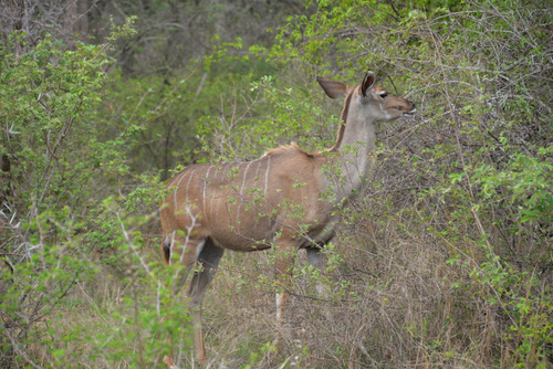 Nyala, Female.