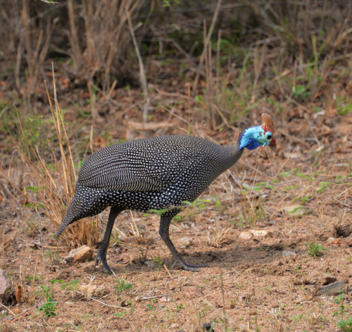 Helmeted Guineafowl.