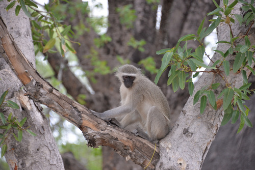 Vervet Monkey.