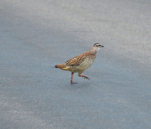 Natal Spurfowl.