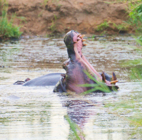 Two Hippopotami, One Yawning.