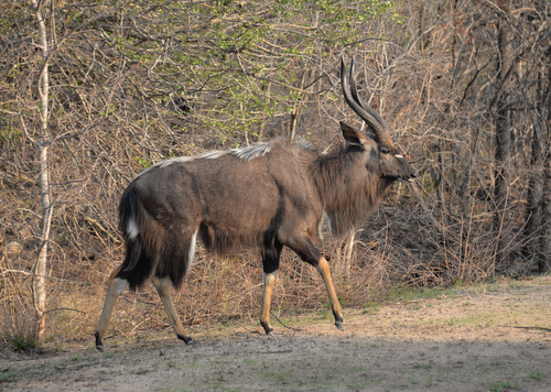 Nyala, Male.