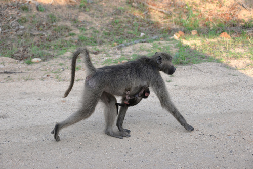 Baboon Mommy and one Baby.