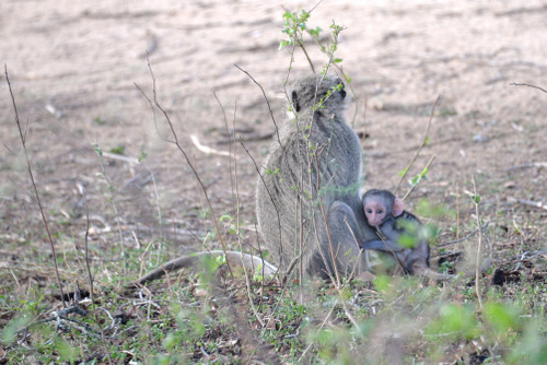 Vervet Mommy and Baby.