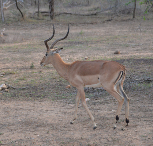 Impala Male.