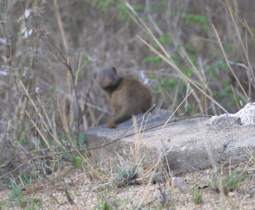 Water Mongoose.