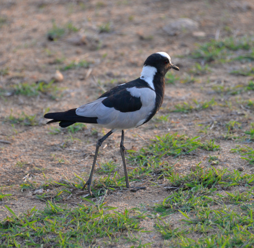 Blacksmith Lapwing.