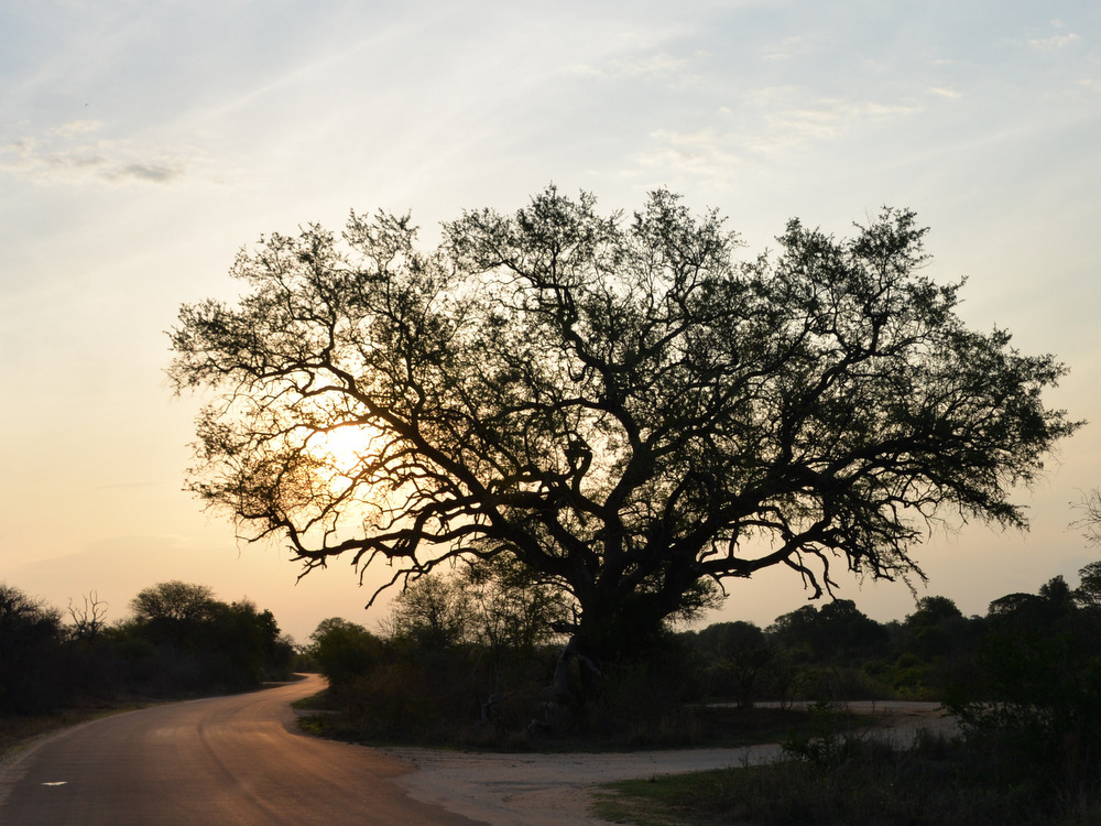 Amarula Tree at Dusk.