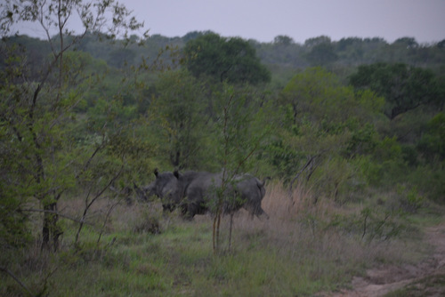 Rhinoceros.