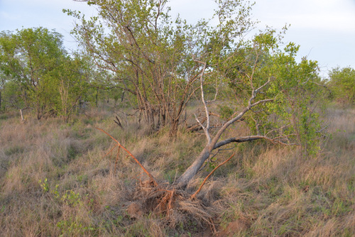 Typically, ONLY elephants push over a tree.