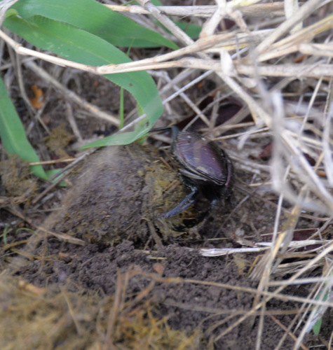 Dung Beetle.