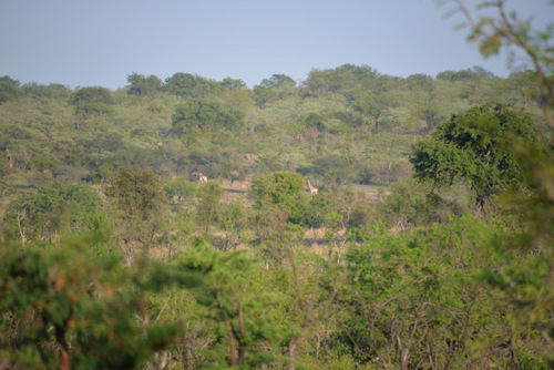 Two Giraffes on the hill side.