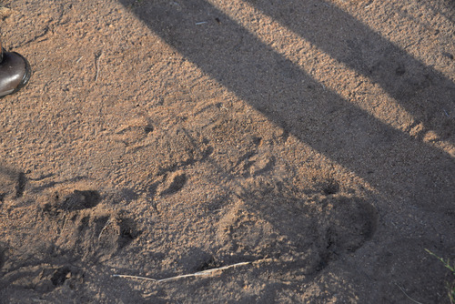 Animal Tracks.