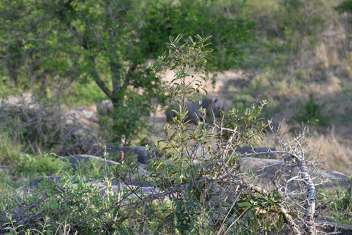 Rhinoceros herd just over the brim sleeping.