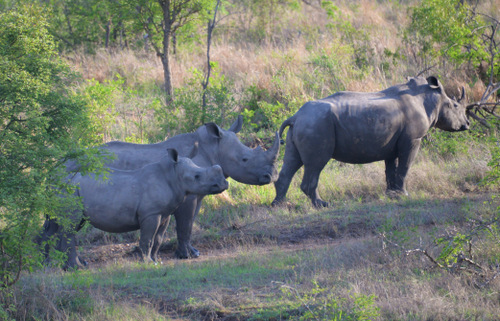 Rhinoceros.