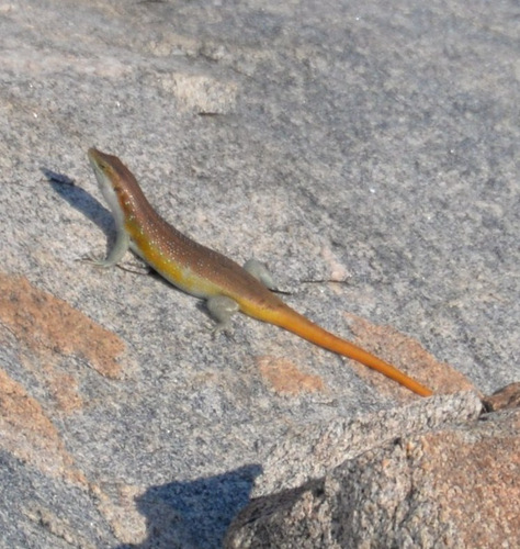 Lizard sunning.