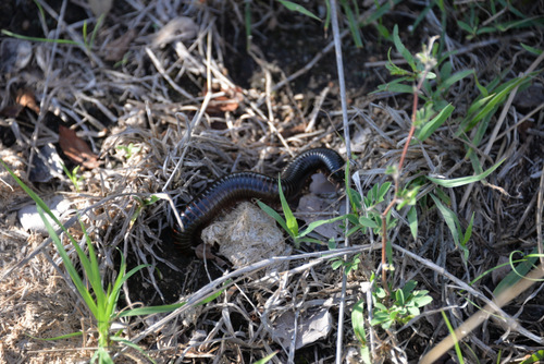 African Millipede.