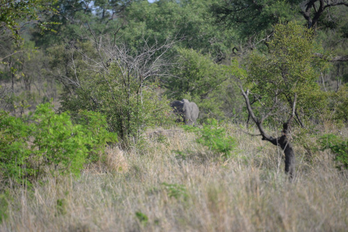 Some more elephants.