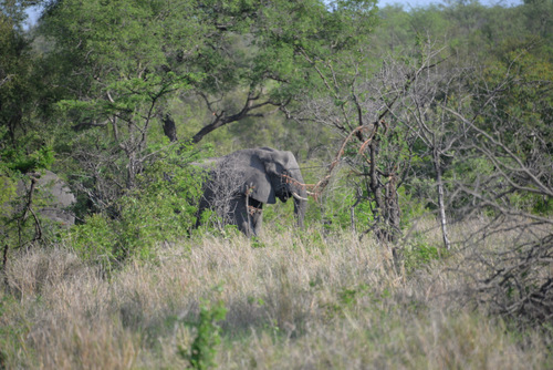 Some more elephants.