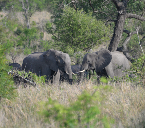 Elephants.