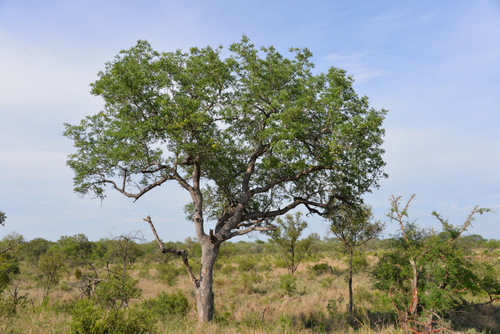 Marula Tree.