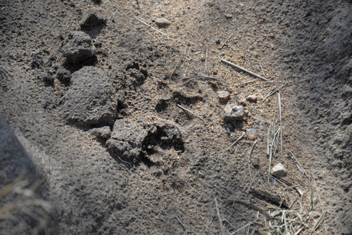 Wild Dog Prints.