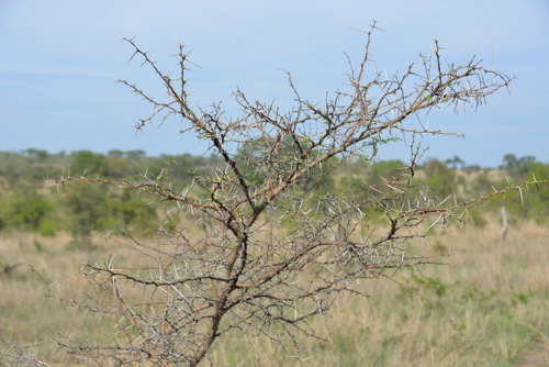 Thorn Bush.