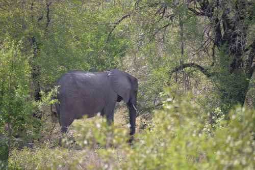 Elephant.