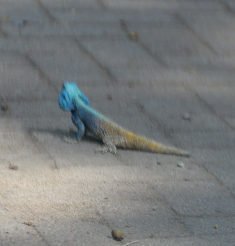 Southern Tree Agama.