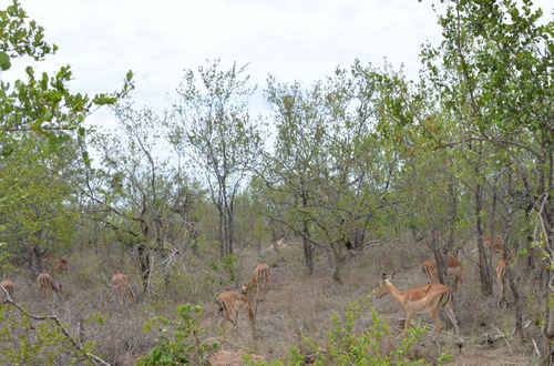 Impala.