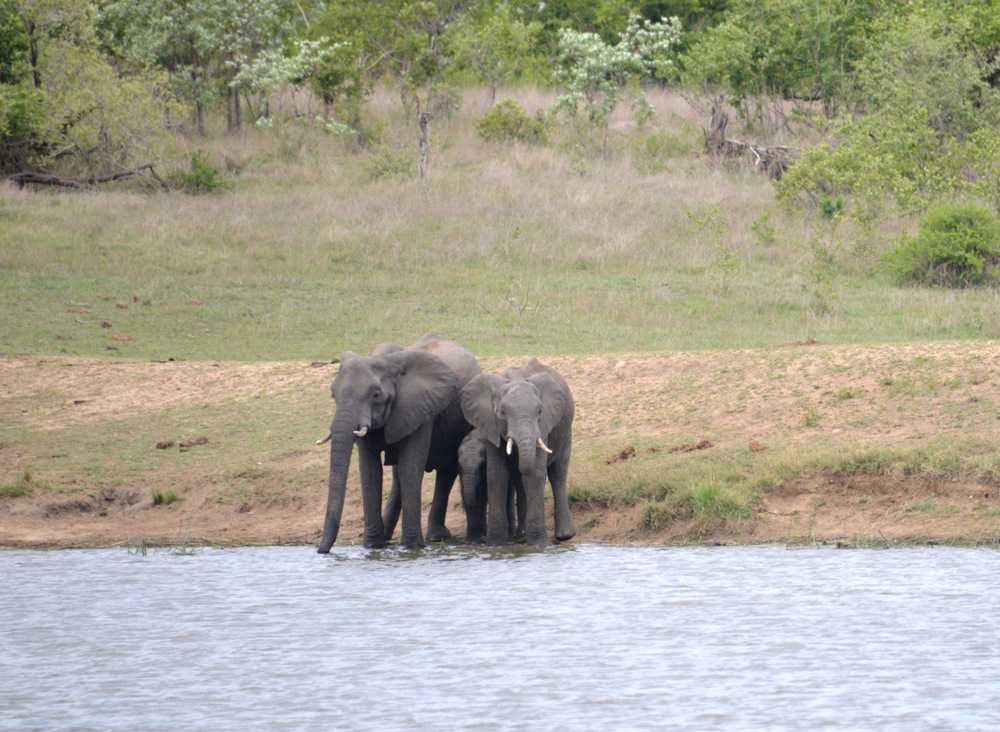 Mom & Dad Elephants escort Junior.