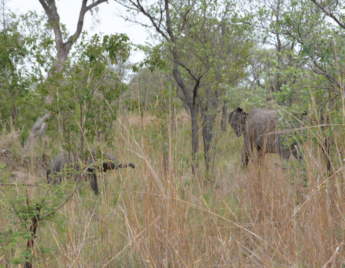 Elephant + Baby.