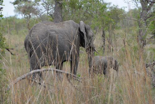 Elephant + Baby.