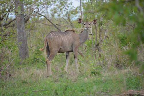 Nyala, Female.