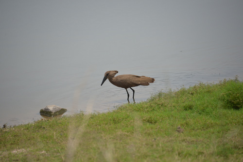 Hammerkop.