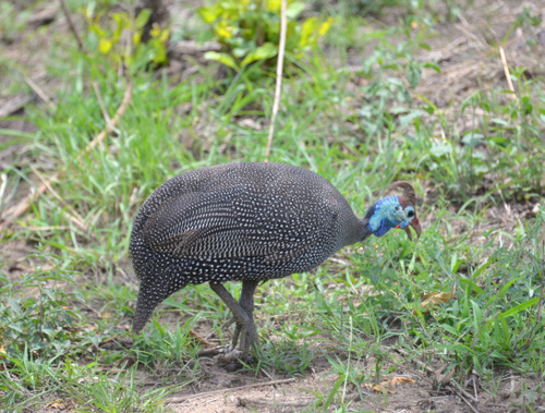 Helmeted Guineafowl.