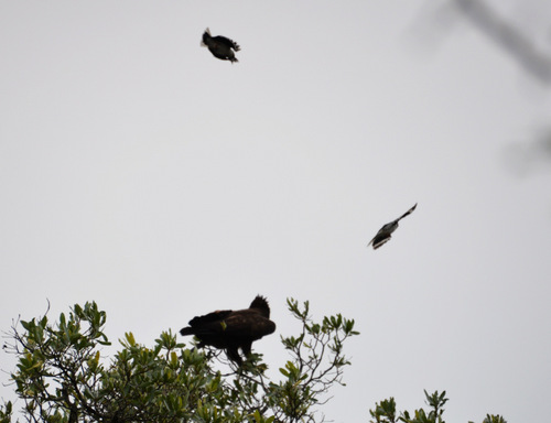 Wahlberg's Eagle being attacked by Nest Birds.