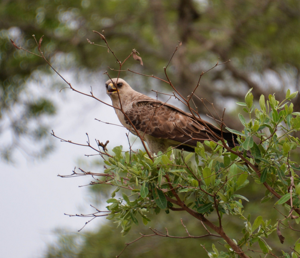 Light colored Wahlberg's Eagle.