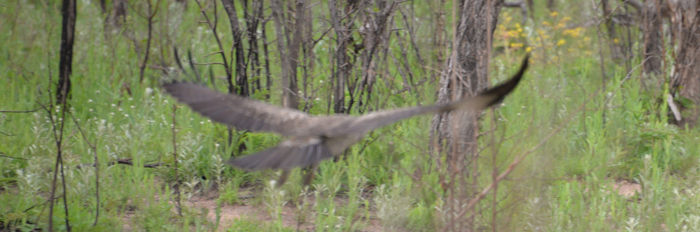 Wahlberg's Eagle.