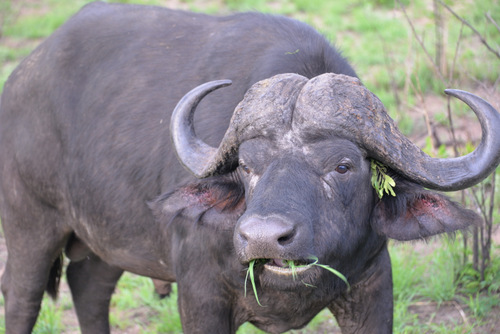 Cape Buffalo.