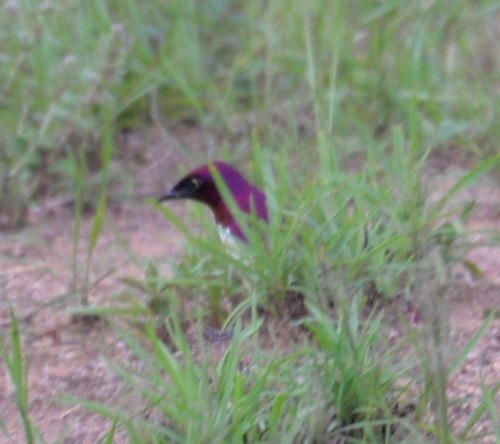 Red Headed Weaver.