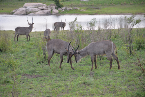 Waterbucks bump heads.