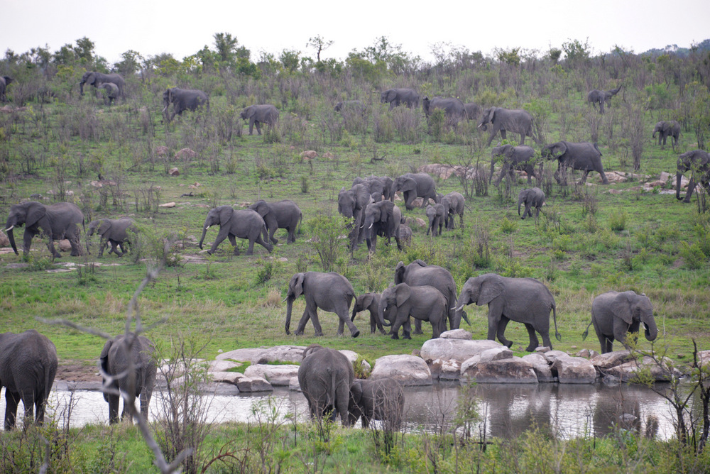 Elephants at Evening Water Hole.