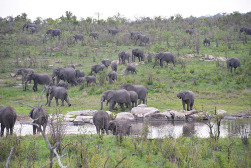 Elephants arrive for evening watering.