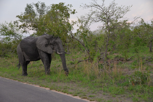 Elephant, wet from evening bath.