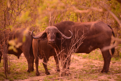 Cape Buffalo.