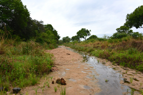 Newly wet creek bed.