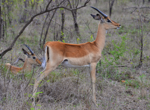 Impala, Male(s).