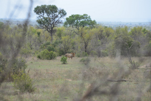 Lion wandering off.